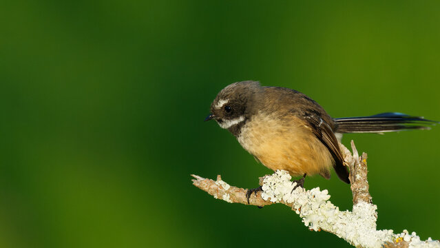 A fantail perched on branch
