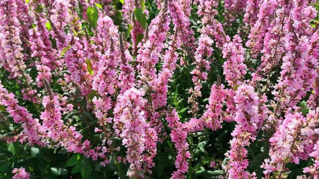 Purple-loosestrife: a species of flowering plant, its botanical name is Lythrum salicaria.