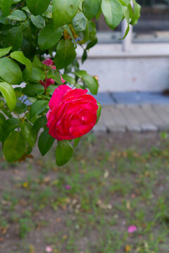 Red rose blooming in garden