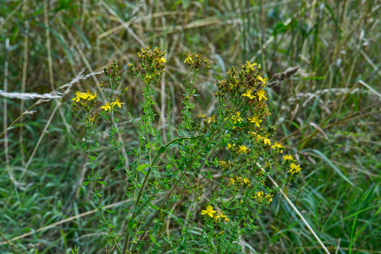 Solidago flowers blooming in wild field