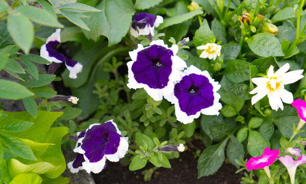 Petunia flowers blooming in garden