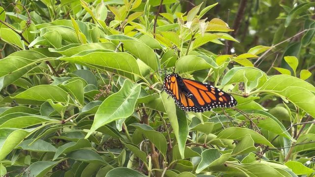 Pristine Monarch butterfly danaus plexippus opening it's wings on a green leaf in 4k video footage