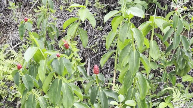 Costus woodsonii, the red button ginger or scarlet spiral flag, is a species of flowering plant in the family Costaceae. Ho'omaluhia Botanical Garden, Honolulu, Oahu, Hawaii	
