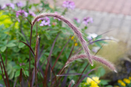 Geranium seed pod in garden