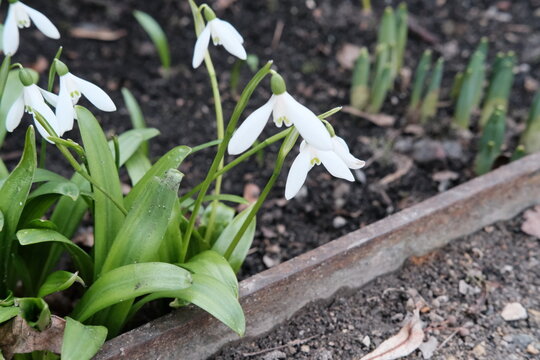 White snowdrop flowers blooming in early spring park close up