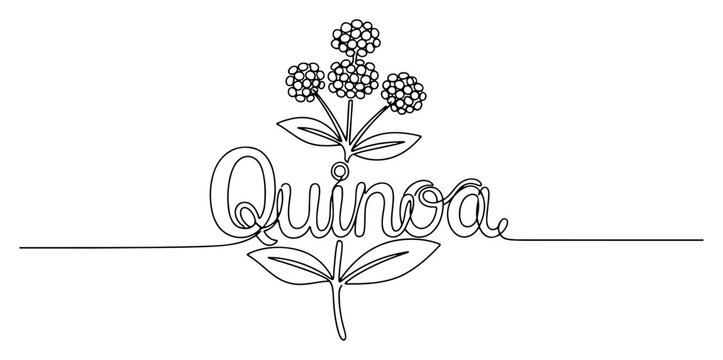 Quinoa plant with handwritten text label in minimalist continuous line art style