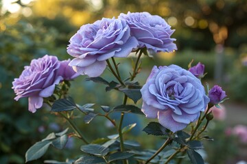 Obraz premium Lavender Purple Roses in Bloom – Fresh Garden Flowers with Soft Bokeh Background
