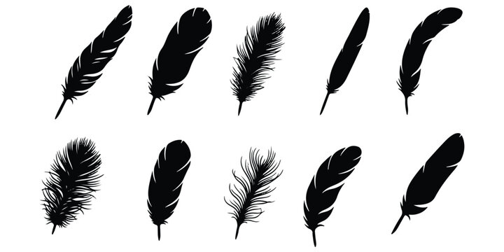 Black feathers set on white background