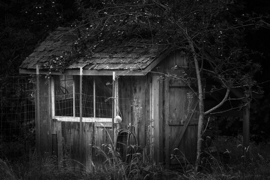 A small, rustic cabin-like building largely covered by overgrowth and an apple tree branch. The image is a high-contrast black and white photograph highlighting the decaying and eerie atmosphere. 