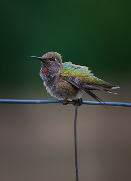 Immature male Anna's hummingbird. Immature males are identified by their duller coloration compared to adults and a small, incomplete patch of reddish feathers forming on their throat 