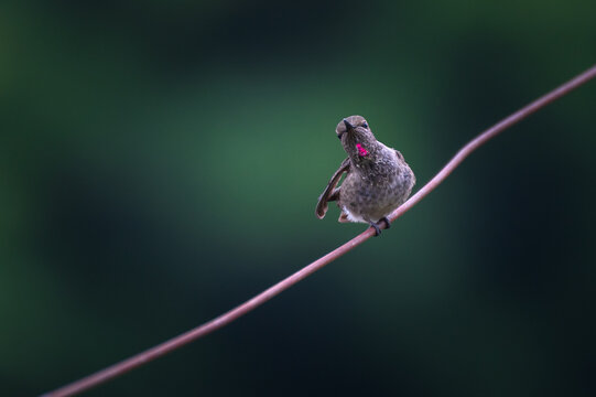 Immature male Anna's Hummingbird identified by the blotchy rose-pink feathers appearing on their throats. This species is common along the Pacific Coast and often found in yards and parks. 