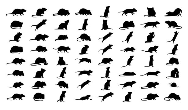 Realistic rodent silhouette collection with rats and mice in multiple natural poses