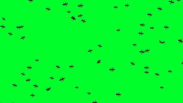 Ants crawling and scurrying silhouette animation on chroma key green screen background for pest control or nature video overlays