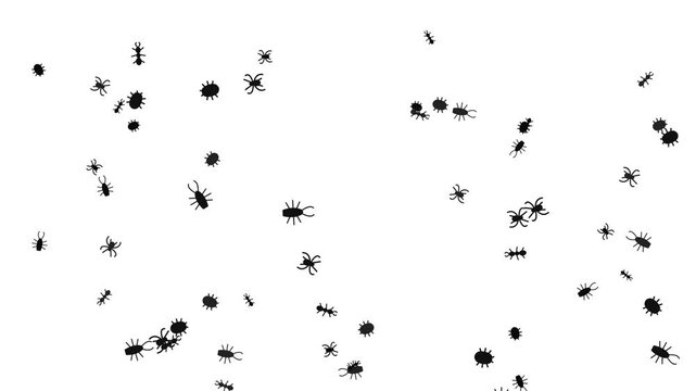 Insect Silhouettes Swarm Crawling top down view on white background for nature and pest control footage