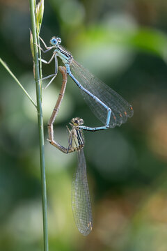 Close-up of two small dragonflies forming a dragonfly ring. Round sun reflections in the background.