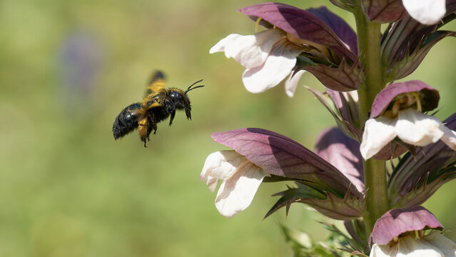 Une abeille charpenti&egrave;re en vol