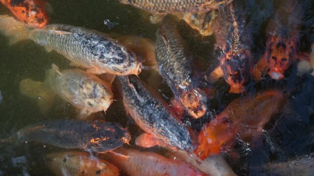 Colorful koi fish swimming together in dark pond water. Decorative freshwater fish moving beneath water surface in peaceful aquatic scene