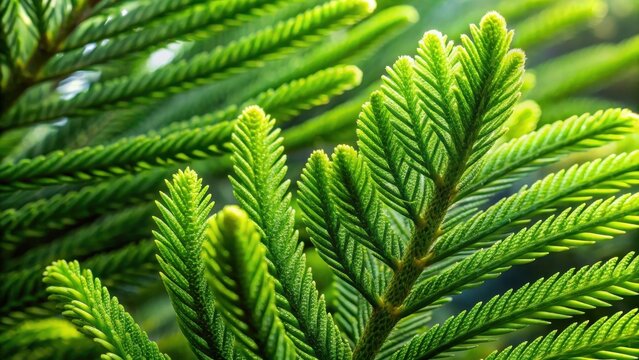 Close up of norfolk island pine needle like leaves