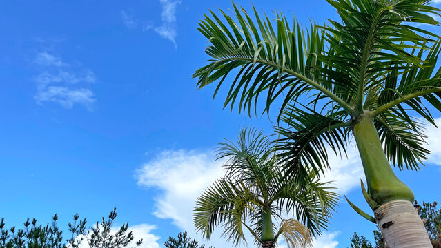 ヤシの葉越しに広がる沖縄の青空 恩納村