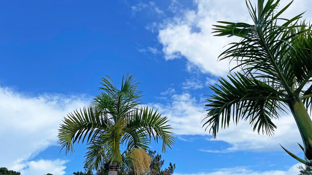 ヤシの葉越しに広がる沖縄の青空 恩納村