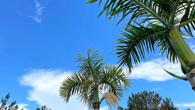 ヤシの葉越しに広がる沖縄の青空 恩納村