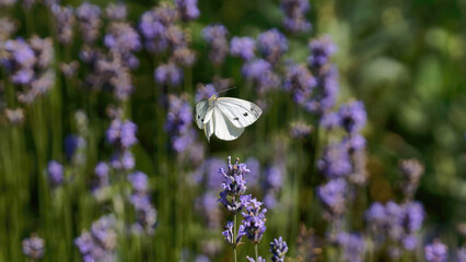 un papillon blanc (piéride du chou) en vol © fzrmailbox