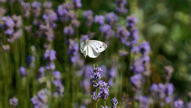 un papillon blanc (pi&eacute;ride du chou) en vol