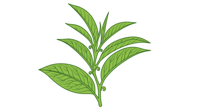 Illustration vectorielle d'une branche de th&eacute;ier avec des feuilles vertes fra&icirc;ches isol&eacute;e sur un fond blanc, id&eacute;ale pour le design culinaire et les produits naturels.
