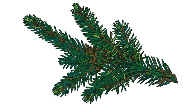 Ein detaillierter, handgezeichneter Zweig einer Tanne oder Fichte mit gr&uuml;nen Nadeln, isoliert auf einem rein wei&szlig;en Hintergrund f&uuml;r weihnachtliche Designs und saisonale Dekorationen.