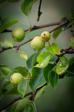 Small green springtime pears covered in rain droplets after a morning shower. Common pear trees are hardy deciduous trees, often used for both fruit production and ornamental purposes in landscapes. 
