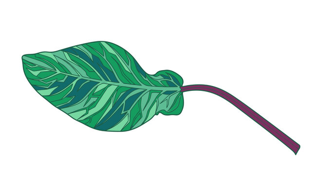 Illustration vectorielle d'une feuille de plante tropicale panach&eacute;e avec des nuances de vert et une tige violette isol&eacute;e sur un fond blanc pur pour le design graphique