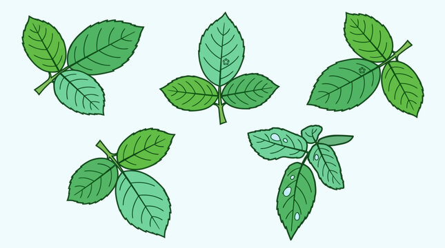 Conjunto de ilustra&ccedil;&otilde;es vetoriais de folhas verdes com tr&ecirc;s fol&iacute;olos, estilo desenho animado, isoladas em fundo claro para design bot&acirc;nico e elementos de natureza.