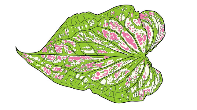 Ein einzelnes, herzf&ouml;rmiges Caladium-Blatt mit lebendigen gr&uuml;nen, wei&szlig;en und rosa Mustern, isoliert auf einem wei&szlig;en Hintergrund f&uuml;r botanische Designs.
