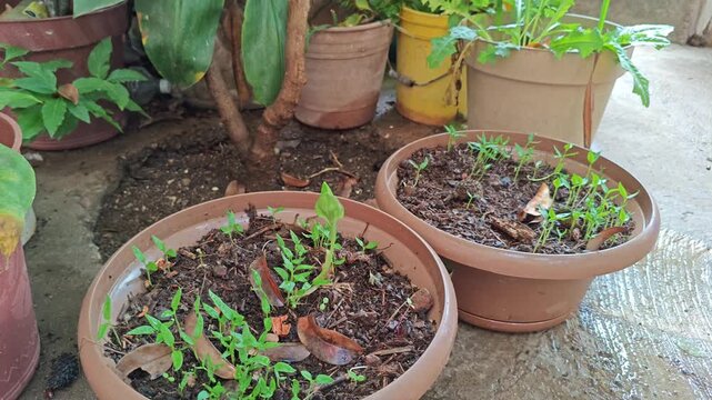 Person arranging small flower pots with green plants in a home garden