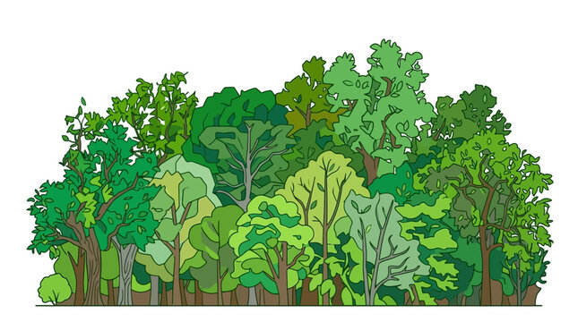 Ilustra&ccedil;&atilde;o vetorial de uma floresta densa com &aacute;rvores variadas em estilo de desenho animado, apresentando folhagem verde exuberante e troncos detalhados em um fundo branco isolado.