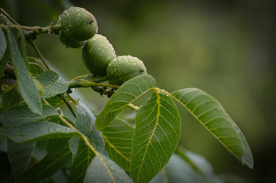 Developing walnuts, likely from an English (Juglans regia) or Black Walnut (Juglans nigra) tree covered in water droplets. A large deciduous tree prized for its dark brown hardwood.