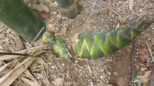 New bamboo shoots emerging at the base of a tropical plant