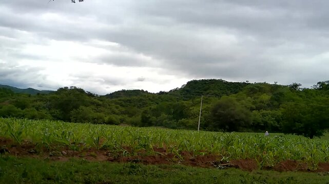 Small puppy walking through furrows of green cornfield