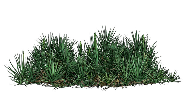Um arbusto denso de plantas verdes com folhas pontiagudas e longas, isolado em um fundo branco, ideal para projetos de paisagismo, design de jardins e composi&ccedil;&atilde;o de cenas naturais.
