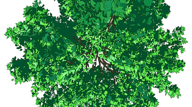 Ilustra&ccedil;&atilde;o vetorial de uma &aacute;rvore vista de cima com folhagem verde detalhada e galhos vis&iacute;veis, isolada em um fundo branco para projetos de arquitetura e paisagismo.