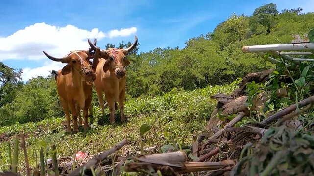 Farmer controlling strong oxen team plowing agriculture field
