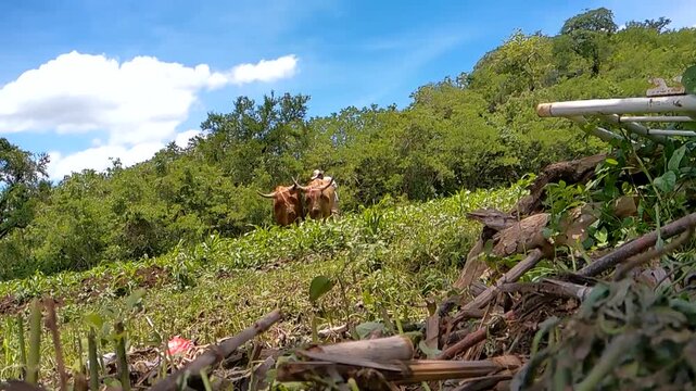 Cattleman managing strong oxen for traditional field tillage work
