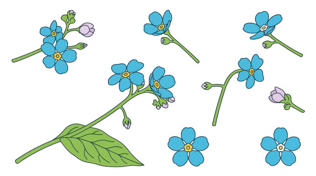 Set di illustrazioni vettoriali disegnate a mano di fiori non ti scordar di me blu con boccioli e foglie verdi isolate su uno sfondo bianco pulito per design floreale