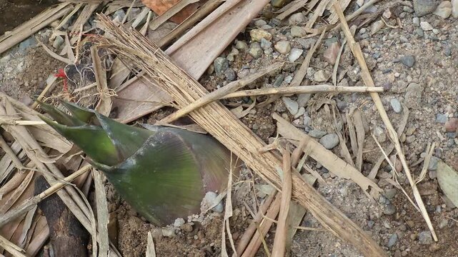 Close up of ants walking on ground next to young bamboo shoot