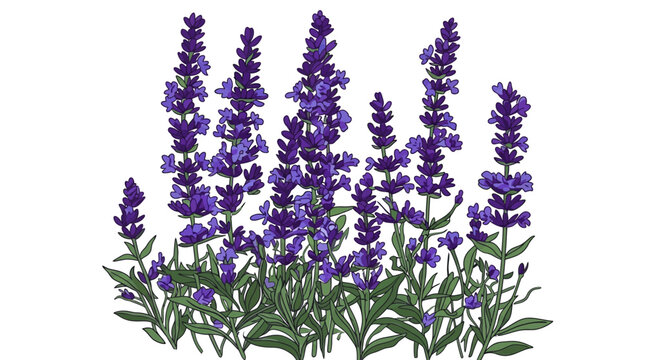 Illustrazione botanica dettagliata di un gruppo di fiori di lavanda viola vibranti isolati su uno sfondo bianco puro, ideale per design floreali, decorazioni naturali e progetti creativi.