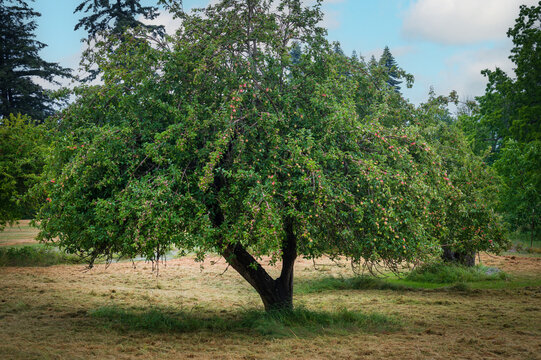 Apple tree in a grassy early spring field. Apples hang from branches promising a fall bounty in a few short months.