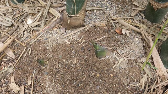 New tender bamboo cane shoot sprouting through dry sandy soil