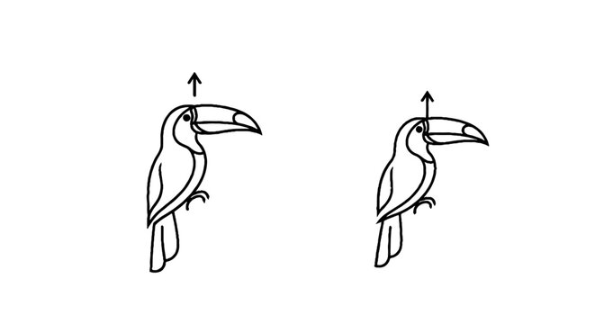 Two toucans with upward arrows illustration.