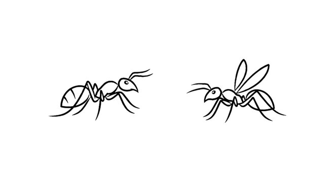 Two ants illustrated in black and white line art style.