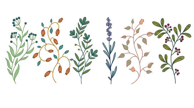 Conjunto de ilustraciones bot&aacute;nicas dibujadas a mano con diversas ramas, flores silvestres, bayas y hojas en un estilo art&iacute;stico elegante y minimalista sobre fondo blanco.